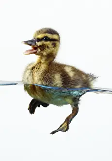 Split Level Prints: Mallard Duck - duckling in water