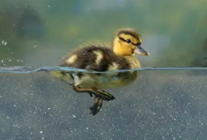 Mallards Prints: Mallard Duck - duckling in water