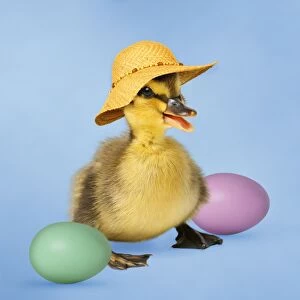 Bonnet Gallery: Mallard Duck - duckling wearing Easyer bonnet / hat