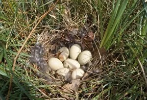 Images Dated 13th December 2006: Mallard Duck - eggs in nest