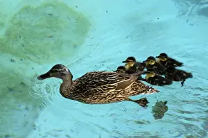 Parental Care Prints: Mallard duck and family