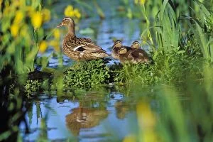 Images Dated 18th May 2005: Mallard duck - family, hen with ducklings, resting on old log among yellow iris in pond