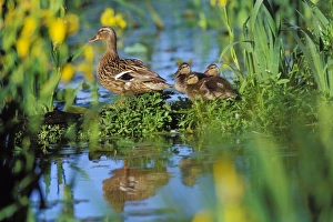 Images Dated 18th May 2005: Mallard duck - family, hen with ducklings, resting on old log among yellow iris in pond