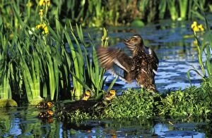 Images Dated 18th May 2005: Mallard duck - family, hen with young ducklings. Hen is drying her wings. Yellow iris in pond