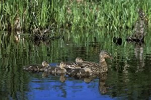 Images Dated 18th May 2005: Mallard Duck - family hen with young ducklings Pacific NW. June. bd638