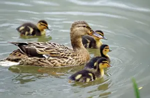 Mallards Prints: Mallard Duck - female & chicks