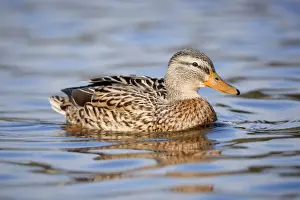 West Country Prints: Mallard duck - female - Cornwall - UK