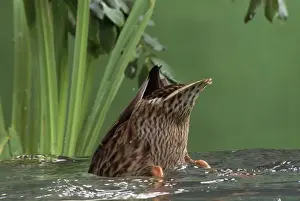 Mallards Prints: Mallard Duck - female dabbling