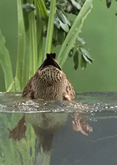 Mallard Duck - female dabbling