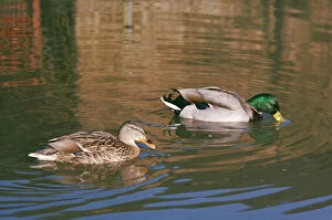 Foraging Collection: Mallard Duck - female & male