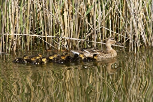 Images Dated 17th April 2007: Mallard Duck - female with young