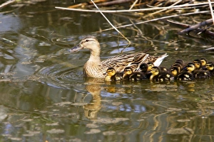 Images Dated 17th April 2007: Mallard Duck - female with young Camargue Bouches du Rhone France
