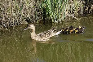 Mallard Duck - female with young Camargue Bouches du Rhone France
