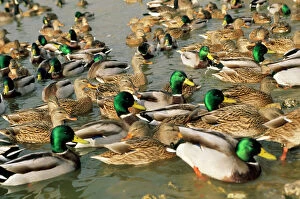 Mallard DUCK - flock on water