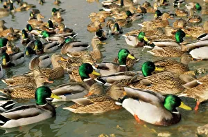 Mallard - males and female