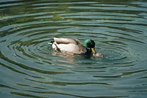 Mallards Prints: Mallard Duck KF 7330 Male & Female mating Anas p
