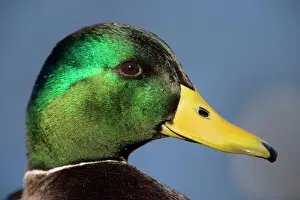 Ducks Prints: Mallard Duck - male