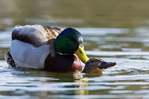 Couples Prints: Mallard Duck - mating Bombay Hook National Wildlife Refuge, DE