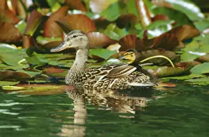 Waterlily Prints: Mallard Duck TOM 46 Hen with ducklings among lily pads Anas Platyrhynchos © Tom & Pat Leeson / ARDEA LONDON