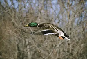 Mallards Prints: Mallard Duck WAT 4662 Male, in flight Anas platyrhynchos © M. Watson / ardea. com