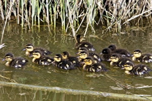 Images Dated 17th April 2007: Mallard Duck - young Camargue Bouches du Rhone France