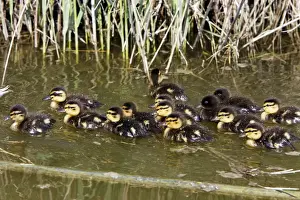 Mallard Duck - young Camargue Bouches du Rhone France
