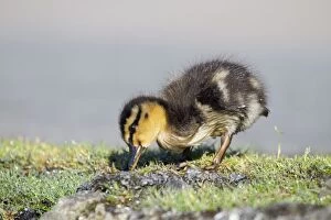 Images Dated 28th April 2011: Mallard - duckling
