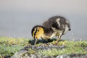 Mallards Prints: Mallard - duckling - UK