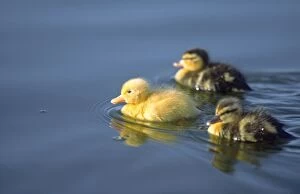 Mallard - Ducklings