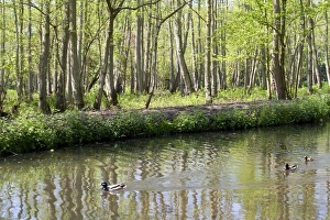 Images Dated 7th May 2008: Mallard Ducks in Fairhaven water gardens Norfolk UK