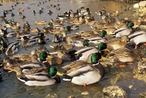 Mallard DUCKS - flock on water