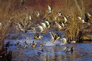 In Flight Prints: Mallard Ducks - flushing or jumping. Late Fall. Pacific Northwest. bd575