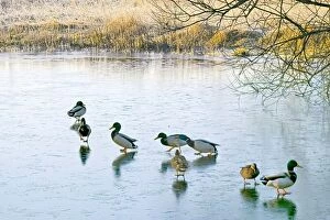 Mallard ducks gather on a frozen lake