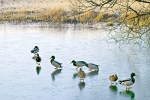 Images Dated 17th February 2008: Mallard ducks gather on a frozen lake. Comical as it may seem the birds find it hard to forage for