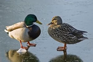Mallard Ducks - pair standing on frozen pond