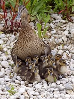 Images Dated 27th May 2012: Mallard - female with chicks