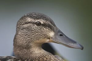 Images Dated 26th May 2005: Mallard - female, Close-up of head. England