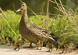 Mallard - female with ducklings. They stay close to their mother but are able to feed themselves soon after hatching, watching what she eats first