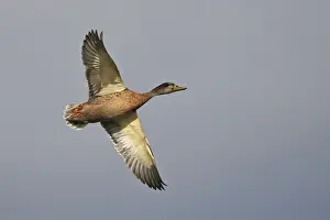 Mallards Prints: Mallard female in flight. Bay of Somme - Picardy - France