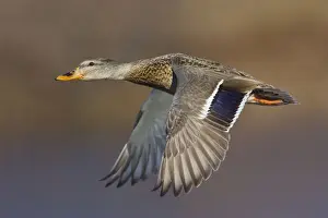 Mallard - female in winter. January in CT