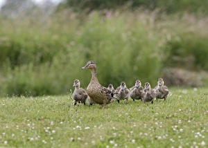 Images Dated 26th October 2005: Mallard – female with young