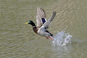 Images Dated 7th April 2010: Mallard - in flight taking off from lake - Hessen - Germany
