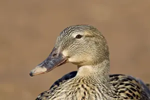 Mallards Prints: Mallard - hen / female - March in Arizona, USA