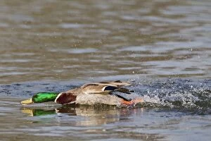 Images Dated 24th March 2011: Mallard - male chasing rivals on water - Hertfordshire UK 12348