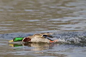 Mallards Prints: Mallard - male chasing rivals on water - Hertfordshire UK 12348