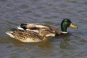 Images Dated 28th April 2011: Mallard - male and female