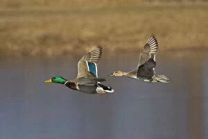 Mallard - male and female Pintail in winter