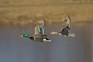 Pintail Prints: Mallard - male and female Pintail in winter. Connecticut in January
