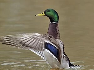 Images Dated 10th March 2012: Mallard - male flapping wings
