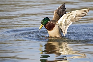 Images Dated 24th March 2011: Mallard - male mating with submerged female - Hertfordshire - UK 12350